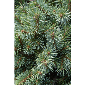 Picea englemannii 'Jasper' - Jasper Englemann Spruce