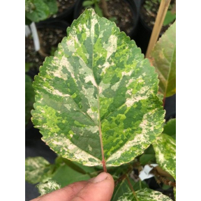 Populus x candicans 'Aurora' - Aurora Hybrid Poplar