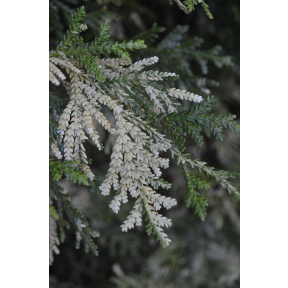 Thujopsis dolobrata 'Variegata' - Variegated Staghorn Cedar