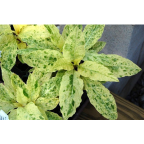 Phytolacca americana 'Variegata' (variegated seedlings) - Variegated Pokeweed