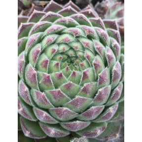 Sempervivum x 'Gunther' - Gunther Hens and Chicks