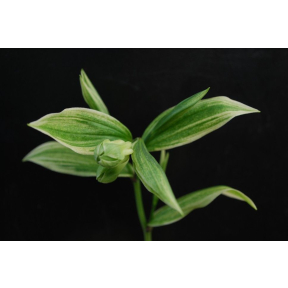 Disporum sessile 'Hakkaisan' - Hakkaisan Japanese Fairy Bells