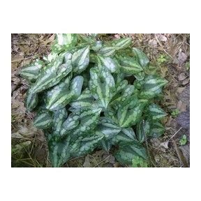 Asarum splendens - Chinese Wild Ginger
