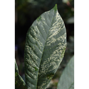 Asimina triloba 'Variegata’ - Variegated Common Pawpaw
