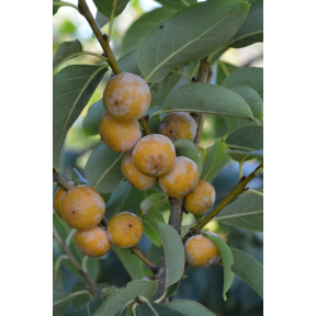 Diospyros lotus - Date Plum