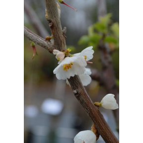 Halesia tetraptera ‘JFS-PN2Legacy' Crushed Velvet™ - Crushed Velvet Carolina Silverbell 