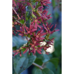 Heptacodium miconioides ‘Red Select’ - Red Select Seven Sons Flower 