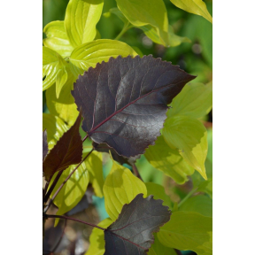Populus deltoides ‘Purple Tower’ - Purple Tower Eastern Cottonwood