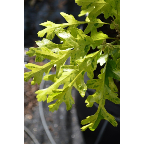 Quercus cerris ‘Aureomarmorata' - Aureomarmorata Turkey Oak 