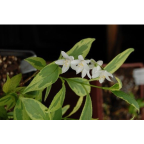 Deutzia gracilis 'Nikko Dawn' ('Nikko Variegated') - Nikko Dawn Slender Deutzia