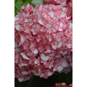 Hydrangea macrophylla 'H20-02’ Miss Saori™ PP 26657 - Miss Saori™ Bigleaf Hydrangea 