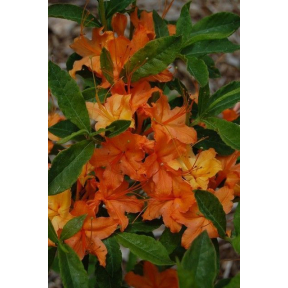 Rhododendron calendulaceum - Flame Azalea