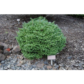 Abies koreana 'Silberzwerg' - Silberzwerg Korean Fir 