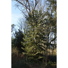 Araucaria araucana - Monkey Puzzle Tree 