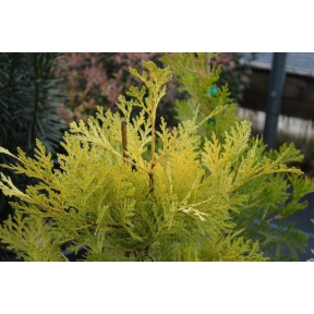 Calocedrus decurrens ‘Berrima Gold’ - Berrima Gold Incense Cedar 