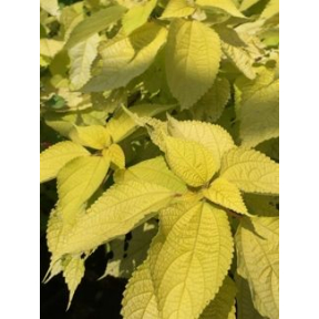 Boehmeria nipononivea 'Glow Light' - Glow Light Japanese False Nettle