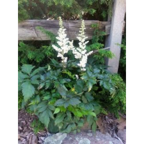 Astilbe chinensis 'Visions in White'  PP 18965 - Visions in White False Spirea