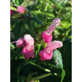Salvia glabrescens 'Momobana' - Momobana Hairless Japanese Woodland Sage