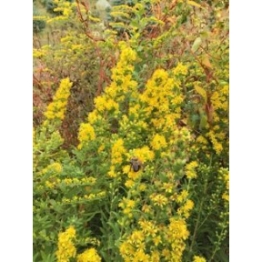 Solidago sp. 'Wichita Mountains' - Wichita Mountains Goldenrod