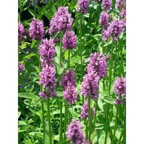 Stachys monieri 'Hummelo' - Hummelo Alpine Betony