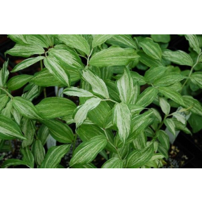 Disporum sessile 'Sunray' - Sunray Fairy Bells