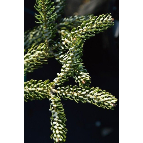 Abies koreana 'Silver Star' - Silver Star Korean Fir