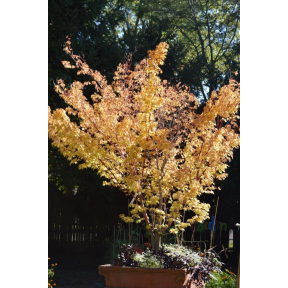 Acer palmatum 'Sango Kaku' - Sango Kaku Japanese Maple