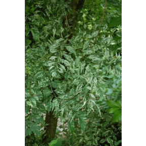 Campsis radicans 'Takarazuka' PP 12245 - Takarazuka Variegated Trumpet Creeper