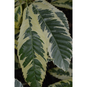 Castanea sativa 'Albomarginata' - Variegated European Chestnut