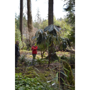 Rhododendron sinogrande - Great Chinese Rhododendron