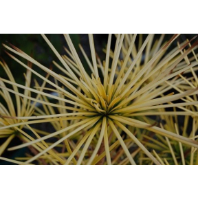 Sciadopitys verticillata 'Gold Rush' - Sciadopitys verticillata 'Gold Rush'