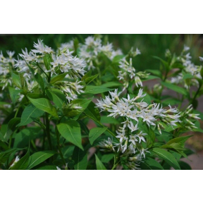 Amsonia montana f. alba - White Flowering Blue Star