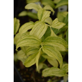 Disporum sessile 'Kinga'  - Kinga Fairy Bells