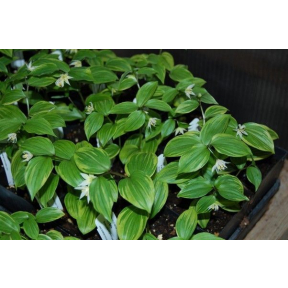 Disporum smilacinum 'Aureovariegata' - Dwarf Variegated Fairy Bells