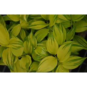 Disporum smilacinum 'Moon Shine' - Moon Shine Japanese Fairy Bells