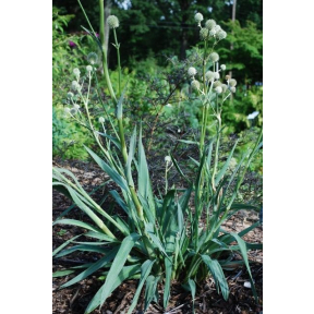 Eryngium yuccafolium - Rattlesnake Master