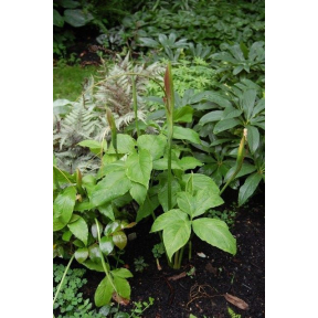 Pinellia x 'Polly Spout' - Polly Spout Pinellia