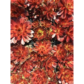 Sempervivum x 'Atroviolaceum' - Atroviolaceum Hens and Chicks