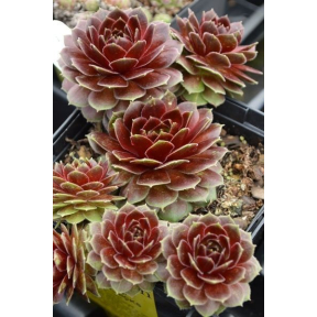 Sempervivum x 'Pacific Hep' - Pacific Hep Hens and Chicks
