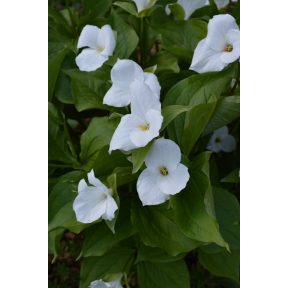Trillium grandiflorum - Great White Trillium 