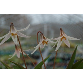 Erythronium albidum - White Trout Lily