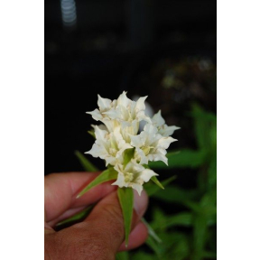 Gentiana asclepiadea 'Alba' - White Flowering Willow Gentian