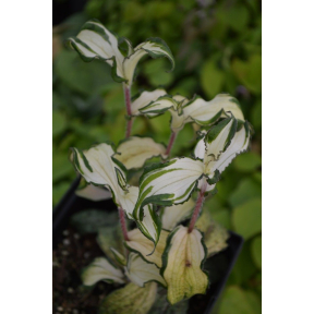 Tricyrtis affinis 'Meigetsu' - Meigetsu Dwarf Toad Lily