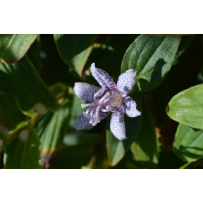 Tricyrtis hirta 'Moonlight' - Moonlight Toad Lily