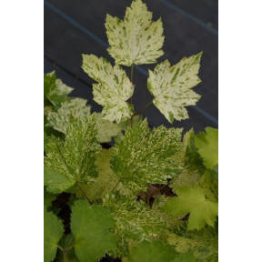 Actaea japonica 'Hillside Splashdance' - Hillside Splashdance Variegated Japanese Baneberry