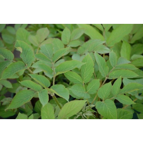 Aralia cordata - Japanese Spikenard