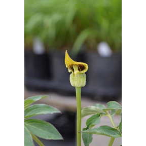 Arisaema flavum - Dwarf Yellow Cobra Lily