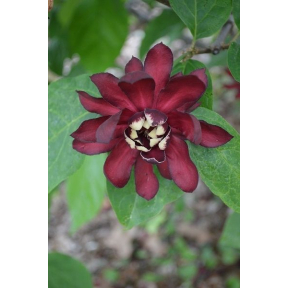 Calycanthus x raulstonii 'Dark Secret' - Dark Secret Sweetshrub