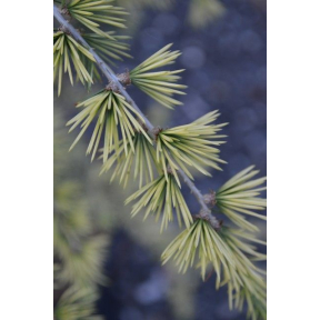 Cedrus atlantica 'Sahara Ice' - Sahara Ice Atlas Cedar