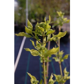 Cornus alba 'Fire and Ice' - Fire and Ice Tatarian Dogwood